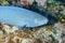 A Striped Parrotfish swimming across the reef