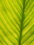 Striped Pattern of Canna Lily Leaf