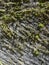 Striped pattern of green moss islands on a stone wall