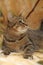Striped playful european shorthair cat