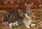 Striped playful kitten  on the couch