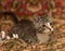 Striped playful kitten  on the couch