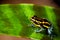 Striped poison dart frog yellow and black