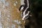 Striped Possum, Queensland, Australia, Flash Photography