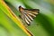 Striped punch butterfly