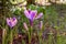Striped purple crocuses King of Stripes in early spring garden. Blurred background with green garden