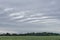 Striped rain cloud, wheat field and forest in background. Organic crop