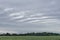 Striped rain cloud, wheat field and forest in background. Organic crop, natural environment