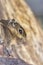 A striped rodents marmots chipmunks squirrel spotted on a tree trunk on hunting mood. Animal behavior themes. Focus on eye