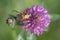 Striped scarab beetle feeeding on a red clover flower