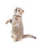 Striped Scottish kitten fold standing isolated