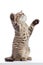 Striped Scottish kitten pure breed dancing isolated