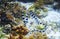 Striped sea snake underwater photo. Dangerous marine animal.