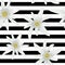 Striped seamless pattern with edelweiss flowers. Snow beauty. Vector illustration. Alpine star. swiss symbol.