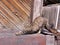 Striped shaggy stray cat stretches on old boards near the destroyed wooden house