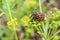 Striped shield bug eating umbelliferous plants