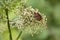 Striped shield bug Graphosoma Italicum on mostly faded Apiaceae flower