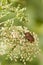 Striped shield bug Graphosoma Italicum on mostly faded Apiaceae flower