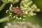 Striped shield bug Graphosoma Italicum on mostly faded Apiaceae flower