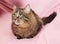 Striped siberian cat lies on pink