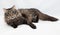 Striped siberian cat lying quietly