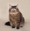 Striped siberian cat sits on yellow