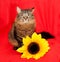 Striped siberian sitting on red