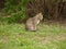 Striped sitting cat