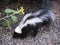 Striped Skunk Backyard Nocturnal Visitor