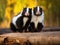 Striped Skunk Leans On Log