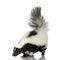 Striped Skunk - Mephitis mephitis