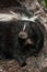 Striped Skunk (Mephitis mephitis) Closeup