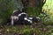 Striped Skunk Mephitis mephitis Doe Moves Kits Around Between Mossy Rock and Tree Summer