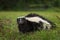 Striped Skunk Mephitis mephitis Looks Out from Ground