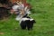 Striped Skunk Mephitis mephitis Stands Tail Up Autumn