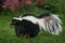 Striped Skunk Mephitis mephitis Stands to Left