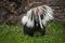 Striped Skunk Mephitis mephitis Tail to Viewer