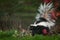 Striped Skunk Mephitis mephitis Tail Up at Grass Edge