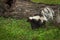 Striped Skunk Mephitis mephitis Tail Up Near Log