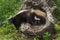 Striped Skunk (Mephitis mephitis) with Two Kits Under Tail