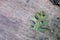 Striped slate rock, green leaf, and pebble