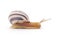 Striped snail.