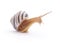 Striped snail.