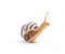 Striped snail.