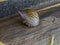 striped snail attached to dry wood