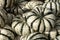 Striped squash pile. Background with a multitude of pumpkins