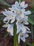 Striped squill