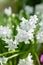 Striped squill or Puschkinia Scilloides flowers in Saint Gallen in Switzerland