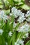 Striped squill or Puschkinia Scilloides flowers in Saint Gallen in Switzerland