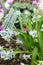 Striped squill or Puschkinia Scilloides flowers in Saint Gallen in Switzerland